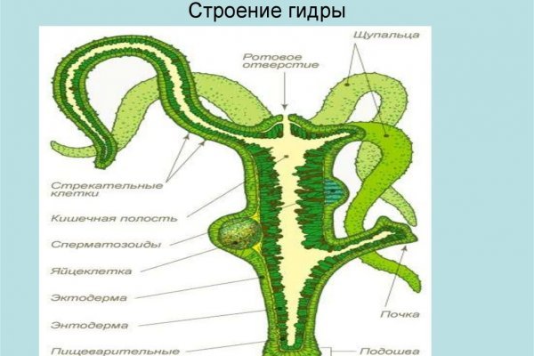 Как зайти на кракен через тор