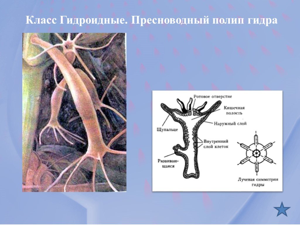 Кракен марихуана